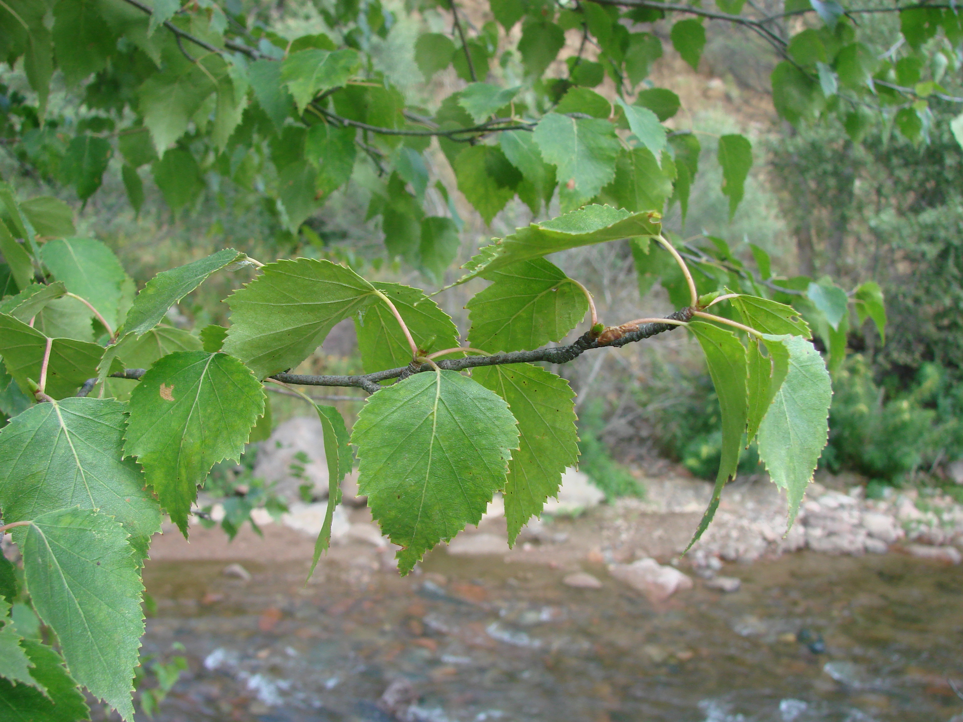 Plant Image